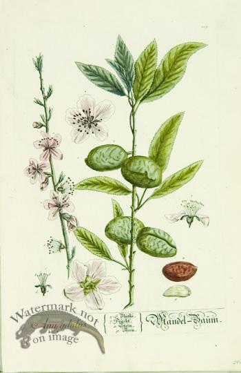 Blackwell German 193